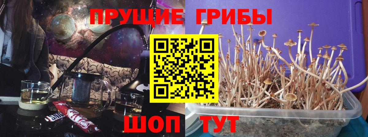 Псилоцибиновые грибы Psilocybine cubensis Солнечногорск